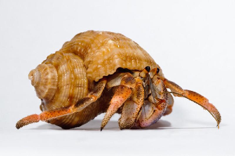 Hermit_crab-11