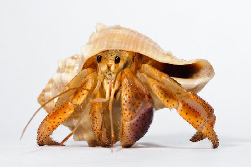 Hermit_crab-13