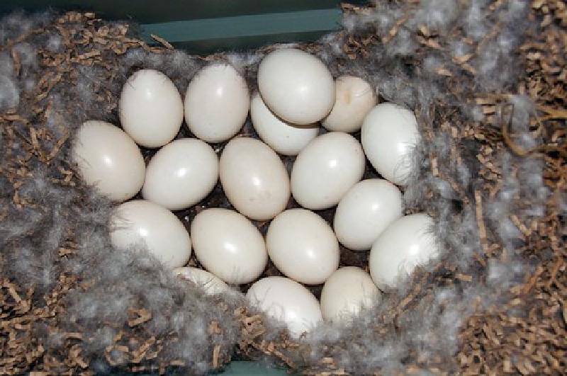 18 duck eggs