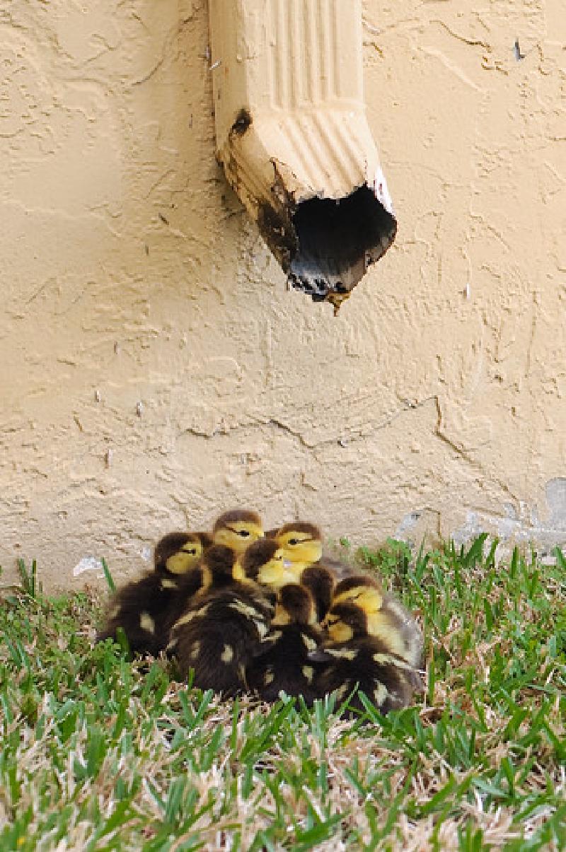 How ducks are delivered.