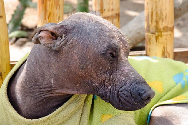The attractive Peruvian dog