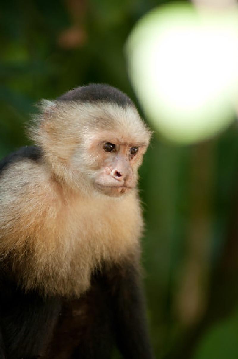 And so Magic Monkey began to channel his energy&hellip;