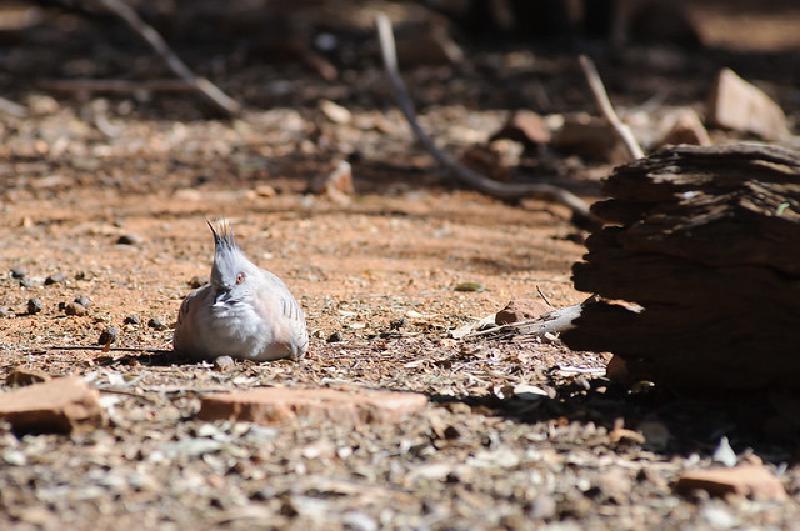 Crested pigeon