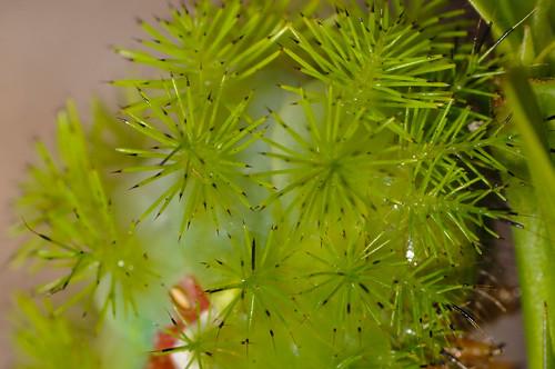 The very hungry caterpillar