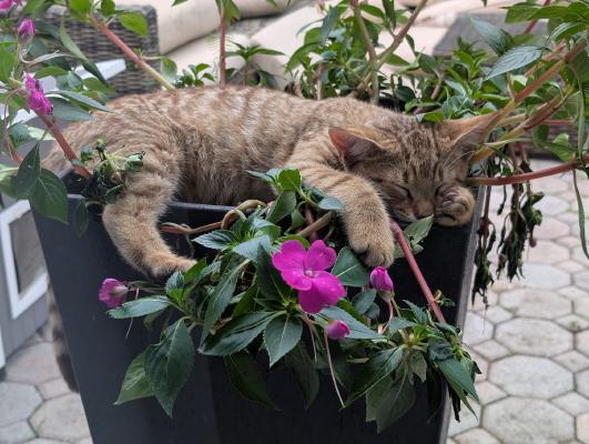 Outdoor plant destroyer